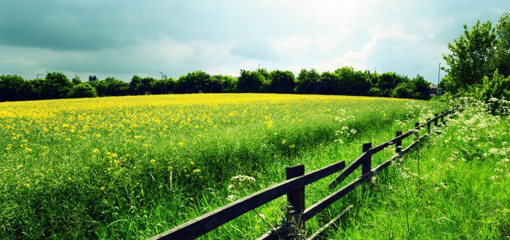découvrez les principes de l'agriculture écologique, une approche durable qui préserve l'environnement tout en produisant des aliments sains. explorez les techniques et les bénéfices d'une agriculture respectueuse de la biodiversité et des ressources naturelles.