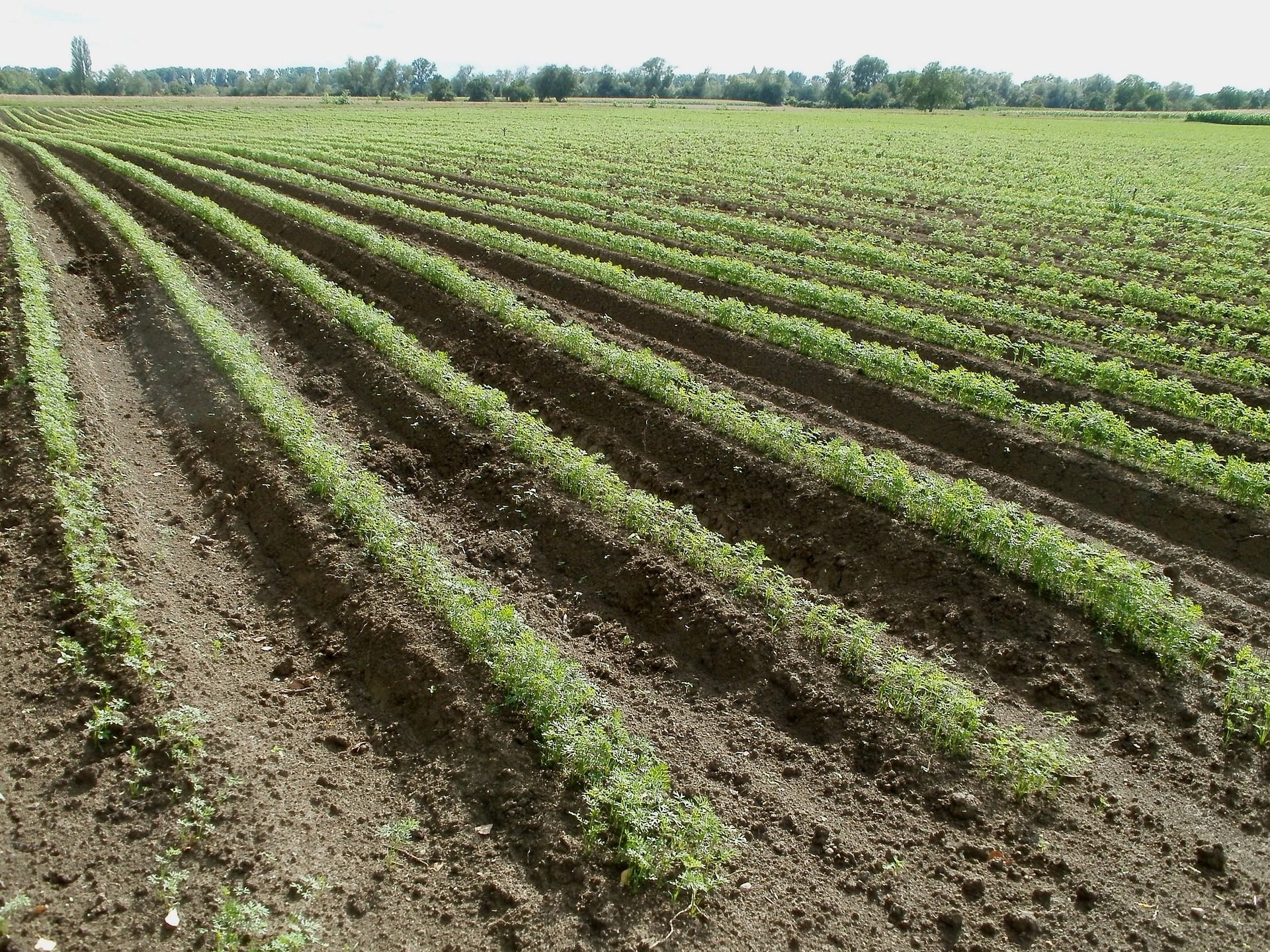 découvrez l'agriculture écologique, une approche durable qui préserve notre environnement tout en produisant des aliments sains. apprenez sur les méthodes naturelles, la biodiversité et les pratiques respectueuses de la terre pour une agriculture responsable et bénéfique pour notre planète.