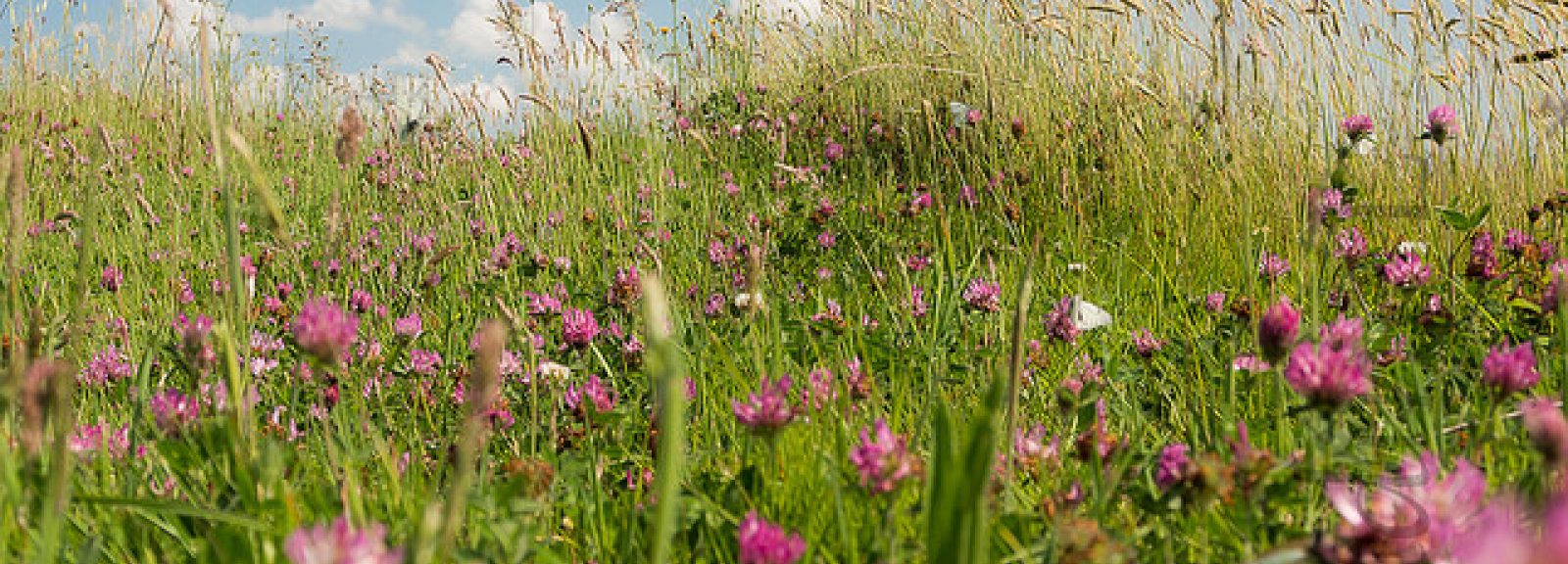 découvrez comment pratiquer une agriculture écologique au jardin pour favoriser la biodiversité, améliorer la santé des sols et obtenir des récoltes abondantes sans produits chimiques. adoptez des techniques durables et respectueuses de l'environnement pour un jardinage responsable.