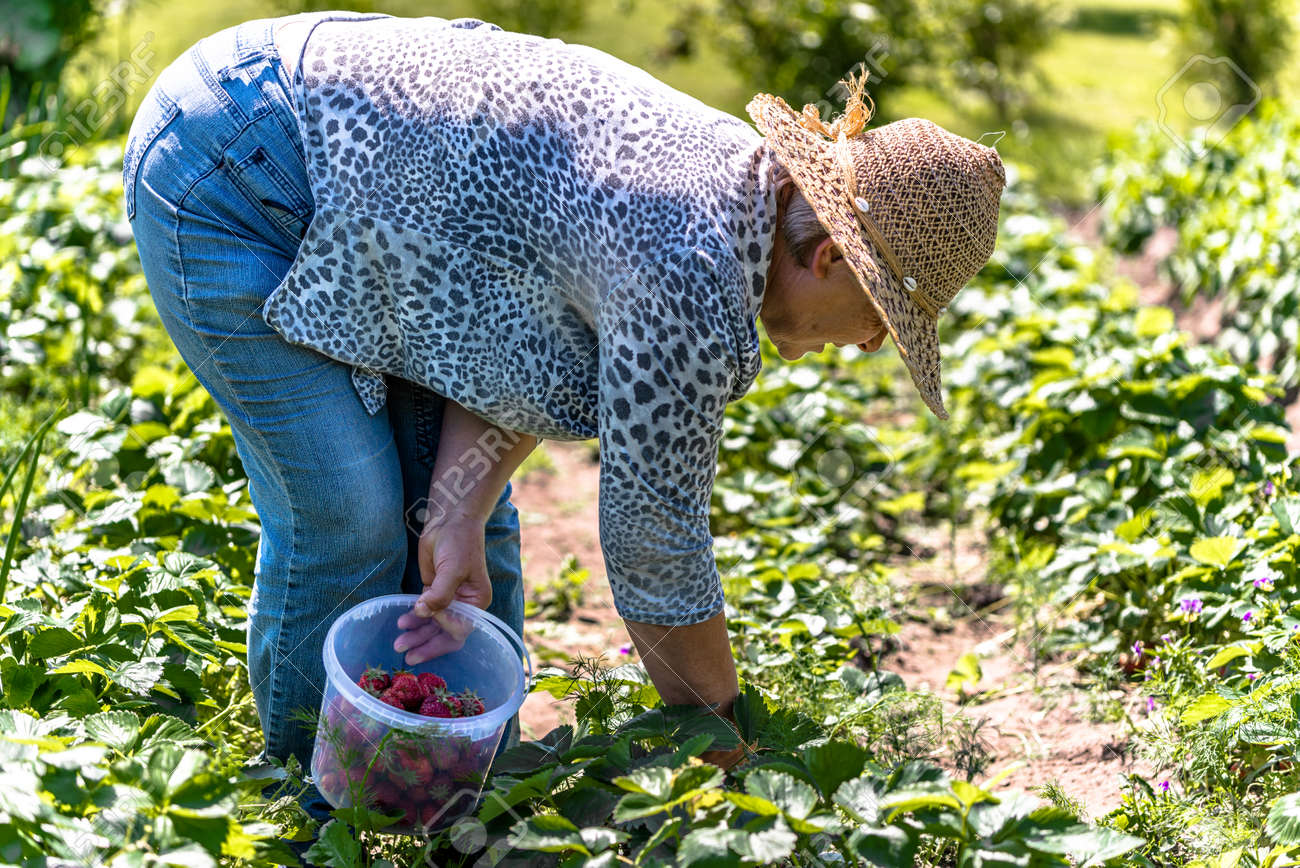 découvrez les pratiques d'agriculture écologique au jardin pour cultiver des plantes en harmonie avec la nature. apprenez des techniques durables, des méthodes de compostage et des stratégies de lutte contre les nuisibles sans pesticides. transformez votre jardin en un écosystème florissant et respectueux de l'environnement.