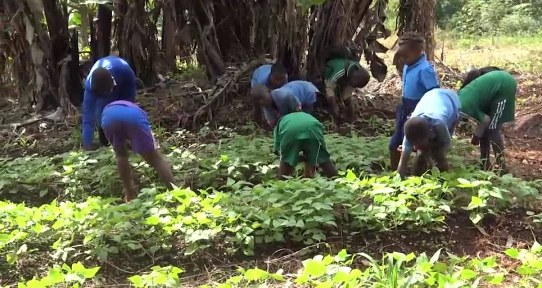 découvrez comment l'agriculture écologique peut être intégrée dans l'éducation scolaire, favorisant une prise de conscience environnementale chez les élèves. apprenez des pratiques durables et préparez les futures générations à un mode de vie respectueux de la planète.