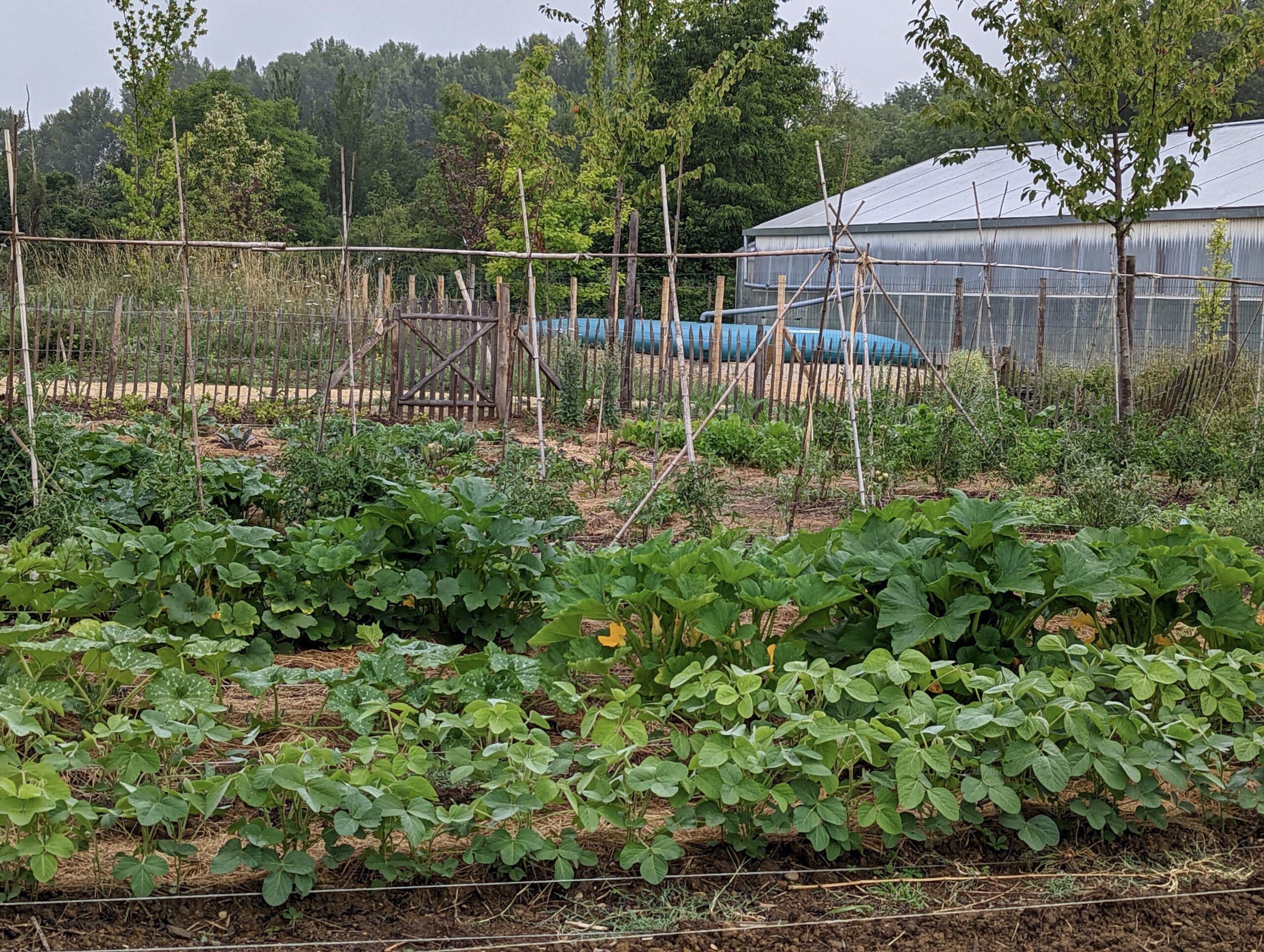 découvrez les principes de l'agriculture écologique scolaire, une approche innovante qui encourage les élèves à apprendre les pratiques durables, à respecter l'environnement et à participer activement à la création de jardins scolaires. formez les futurs acteurs de la biodiversité et de l'agriculture responsable.