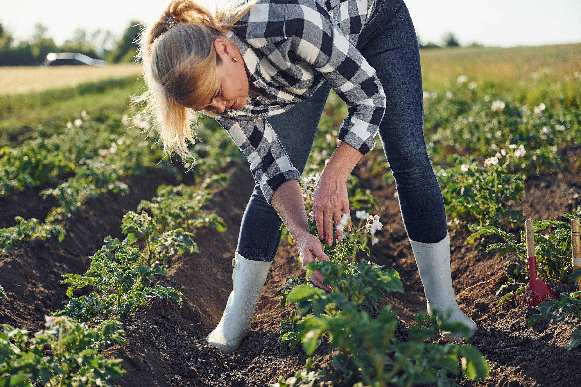 découvrez les différences clés entre l'agriculture écologique et conventionnelle, leurs impacts sur l'environnement, la santé et les pratiques durables. apprenez comment choisir des méthodes agricoles qui préservent notre planète tout en répondant aux besoins alimentaires croissants.