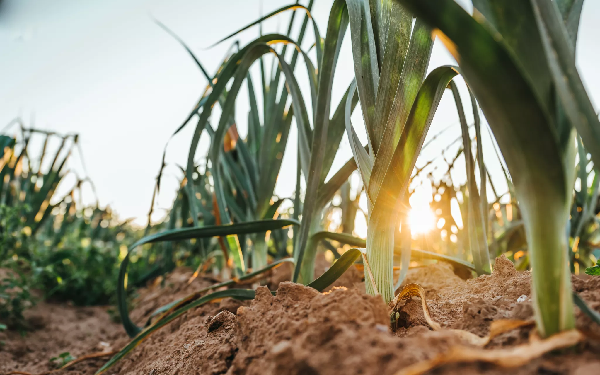 découvrez les différences clés entre l'agriculture écologique et conventionnelle. analysez leurs impacts environnementaux, les méthodes de culture, et les bénéfices pour la santé. informez-vous sur les choix durables pour un avenir alimentaire responsable.