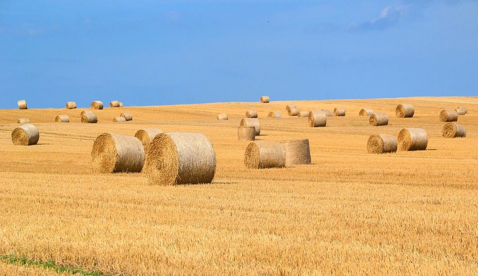 découvrez les pratiques innovantes d'une agriculture économe en énergie qui préserve l'environnement tout en maximisant les rendements. adoptez des solutions durables pour un futur agricole respectueux des ressources.