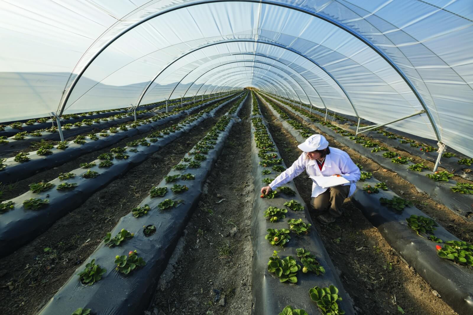découvrez les pratiques innovantes de l'agriculture économe en énergie, qui optimisent les ressources tout en préservant l'environnement. apprenez comment ces méthodes durables contribuent à une production alimentaire responsable et respectueuse des écosystèmes.