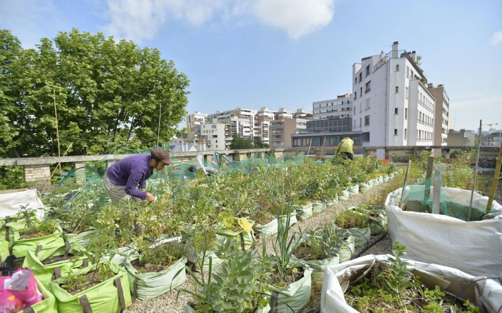 découvrez comment l'agriculture urbaine durable transforme nos villes en véritables jardins vertes. explorez les techniques innovantes et les avantages pour l'environnement, la santé et la communauté.