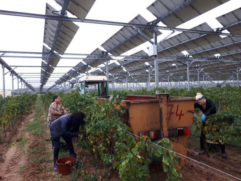 découvrez l'agrivoltaïque, une solution innovante alliant agriculture et production d'énergie solaire. optimisez vos terres tout en contribuant à la transition énergétique avec cette pratique durable et respectueuse de l'environnement.