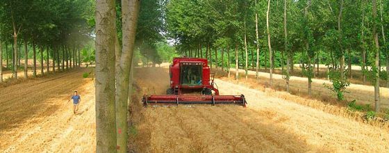 découvrez l'agroforesterie, une pratique innovante alliant agriculture et foresterie pour améliorer la biodiversité, accroître la durabilité des exploitations agricoles et contribuer à la lutte contre le changement climatique.