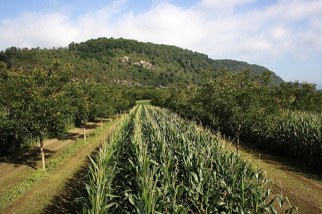 découvrez l'agroforesterie, une pratique durable qui allie agriculture et foresterie pour optimiser les rendements, préserver la biodiversité et protéger les sols. explorez les multiples avantages économiques et environnementaux de cette méthode innovante.