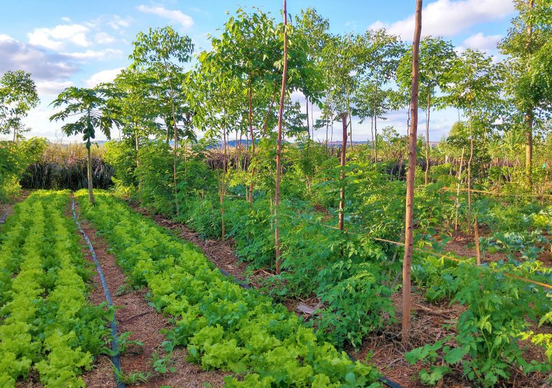 découvrez l'agroforesterie, une pratique durable qui combine agriculture et sylviculture pour améliorer la biodiversité, préserver les sols et lutter contre le changement climatique. apprenez comment cette approche innovante favorise des écosystèmes résilients tout en soutenant l'agriculture locale.