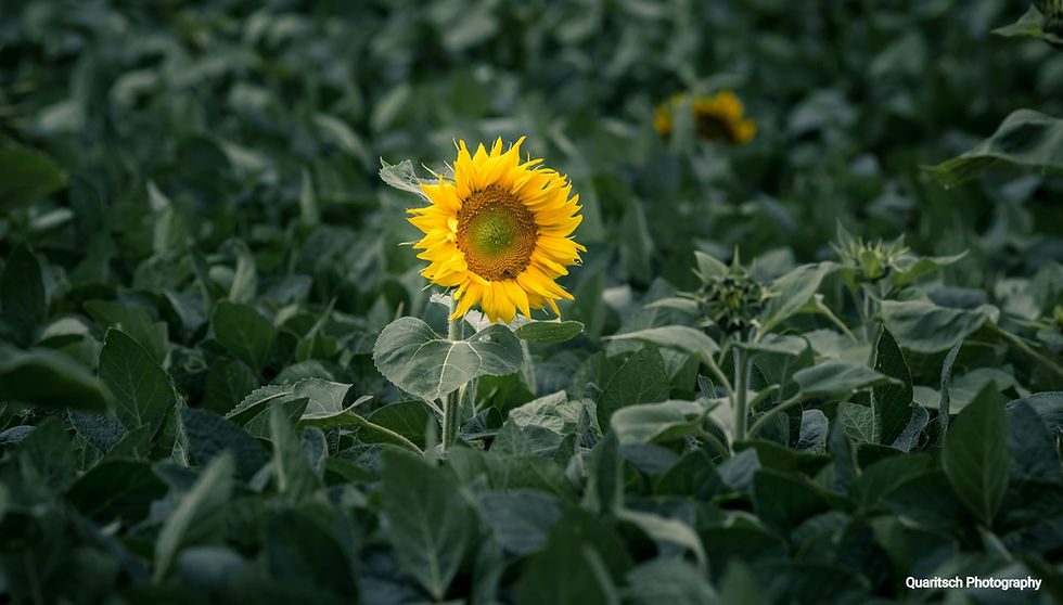 découvrez les avantages agroécologiques : préservation de la biodiversité, amélioration de la qualité des sols, réduction de l'usage de pesticides et création d'écosystèmes durables. explorez comment ces pratiques innovantes favorisent une agriculture respectueuse de l'environnement et du bien-être des communautés.