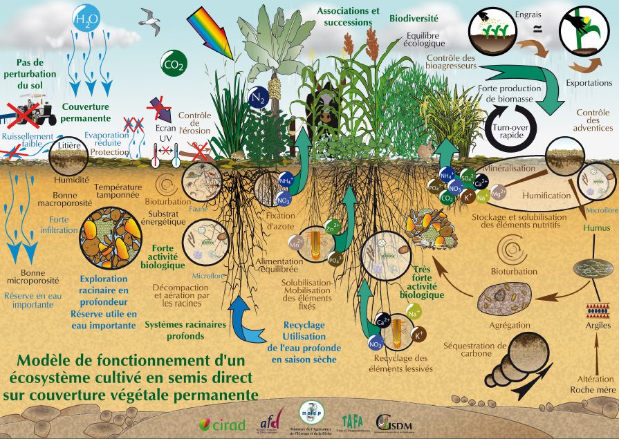 découvrez les nombreux avantages agroécologiques qui contribuent à une agriculture durable, préservent l'environnement, favorisent la biodiversité et améliorent la résilience des écosystèmes. apprenez comment cette approche peut transformer vos pratiques agricoles tout en respectant la nature.