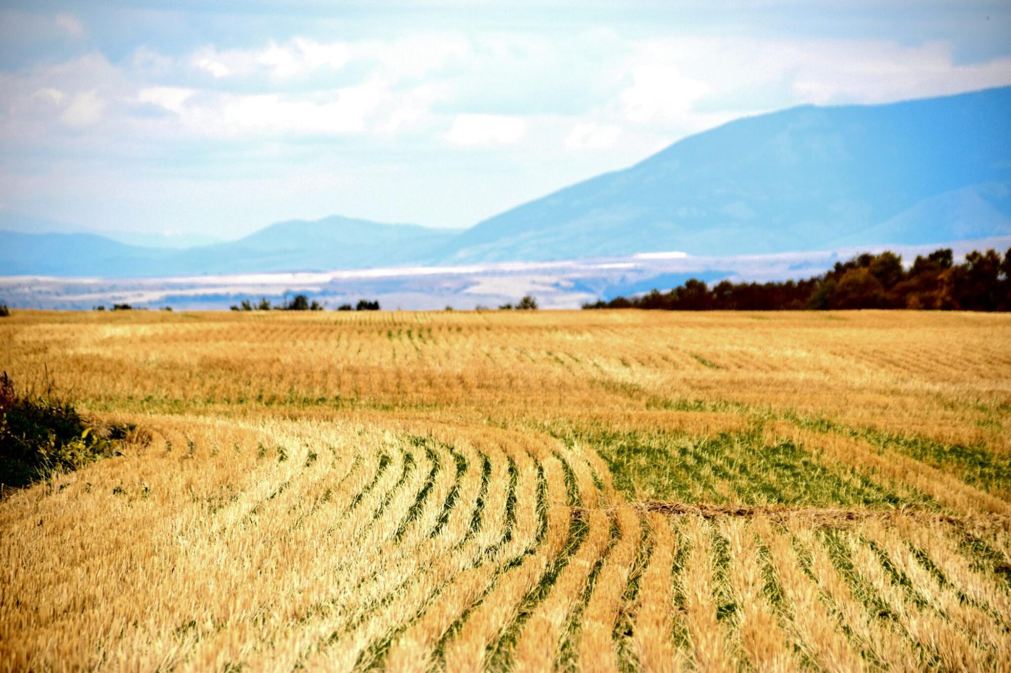 découvrez les nombreux avantages des produits agricoles durables, allant de la préservation de l'environnement à l'amélioration de la santé des consommateurs. explorez comment ces pratiques respectueuses de la nature favorisent une alimentation saine tout en soutenant l'économie locale et en renforçant la biodiversité.