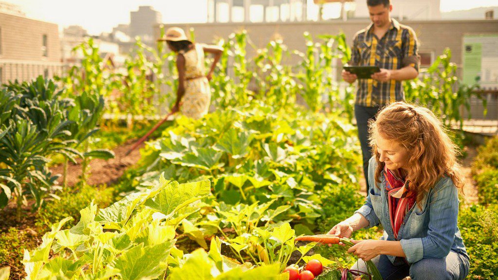découvrez les nombreux avantages des produits agricoles durables : amélioration de la biodiversité, réduction de l'empreinte carbone, soutien aux économies locales et bien-être des consommateurs. adoptez une consommation responsable pour un avenir plus sain.