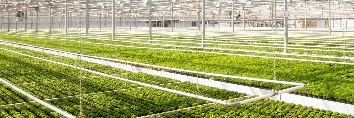 découvrez les nombreux avantages de la culture hydroponique : gain d'espace, croissance rapide des plantes, contrôle optimal des nutriments et réduction des maladies. adoptez cette méthode innovante pour maximiser votre rendement tout en préservant l'environnement.