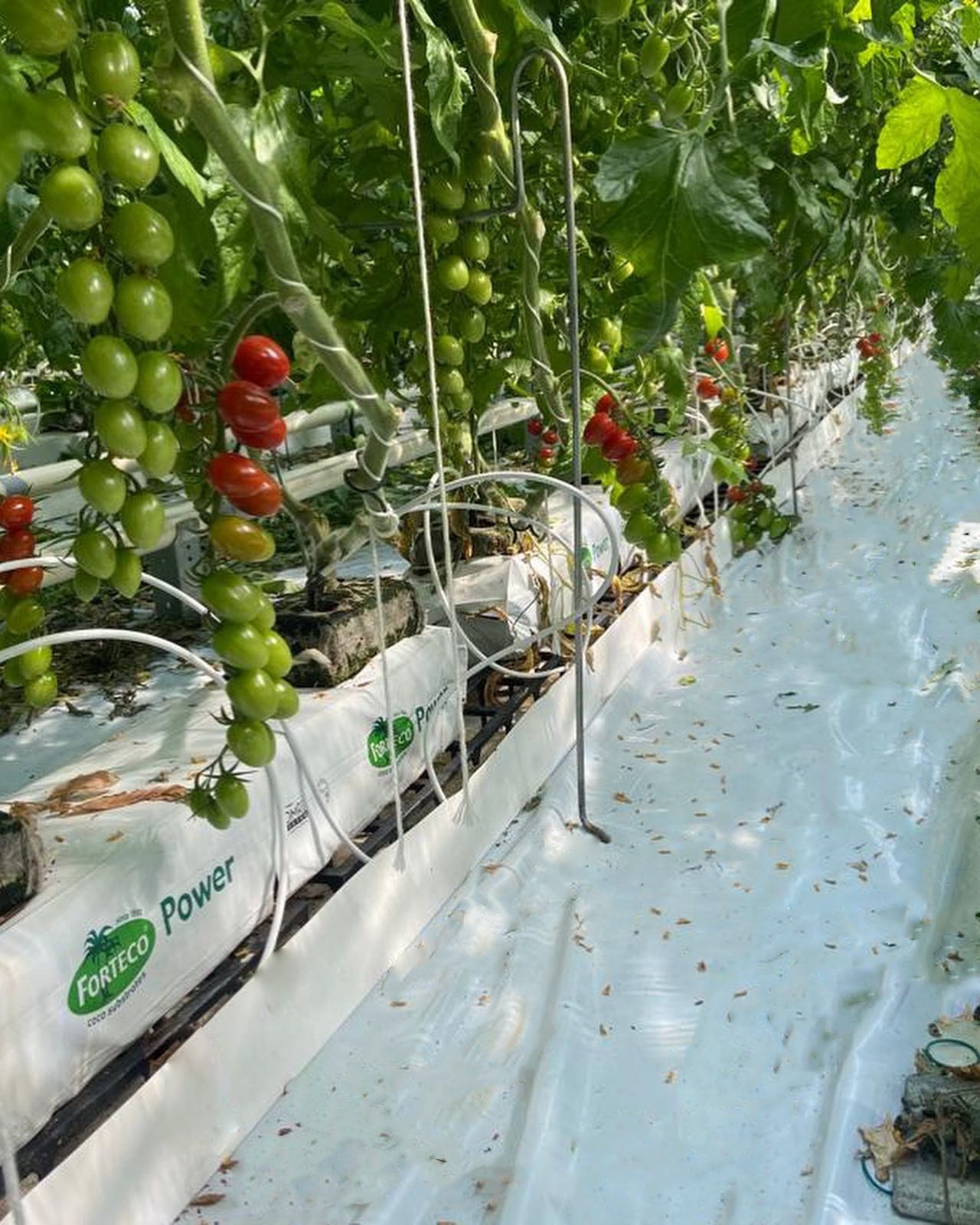 découvrez les avantages de l'hydroponie : une méthode de culture innovante qui permet de produire des plantes sans sol, tout en optimisant l'utilisation de l'eau et des nutriments, favorisant ainsi un rendement élevé et un respect de l'environnement.