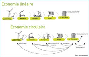 découvrez comment la biomimétique inspire des solutions innovantes pour l'économie circulaire, en réutilisant les ressources et en réduisant les déchets tout en s'inspirant des processus naturels.
