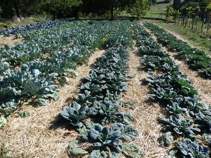découvrez les bienfaits des circuits courts et de l'agriculture durable, une approche respectueuse de l'environnement qui privilégie la production locale, réduit les transports, et soutient les agriculteurs. engagez-vous pour une alimentation saine et responsable tout en préservant notre planète.