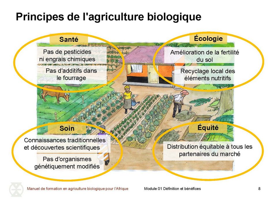 découvrez comment les communautés s'unissent pour promouvoir l'agriculture écologique, favorisant des pratiques durables et une meilleure santé des écosystèmes. inspirez-vous des initiatives locales qui allient respect de la nature et développement social.