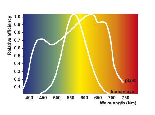 découvrez notre comparatif des cultures sous lumière pour optimiser vos récoltes. analyse des différentes méthodes, avantages et inconvénients pour choisir la meilleure approche selon vos besoins.