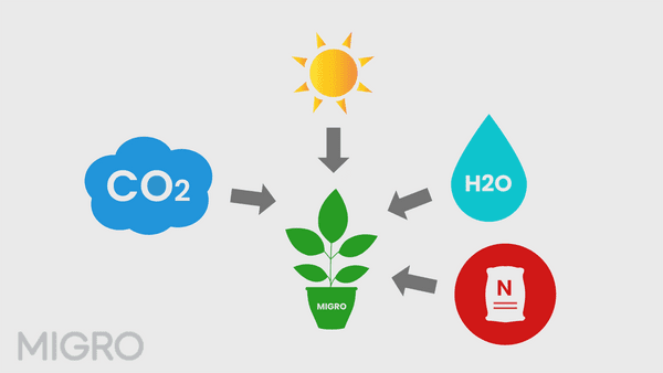 découvrez notre comparatif des cultures sous lumière, où nous analysons les différentes méthodes d'éclairage et leurs impacts sur la croissance des plantes. obtenez des conseils pratiques et des recommandations pour optimiser votre culture en intérieur ou en serre.