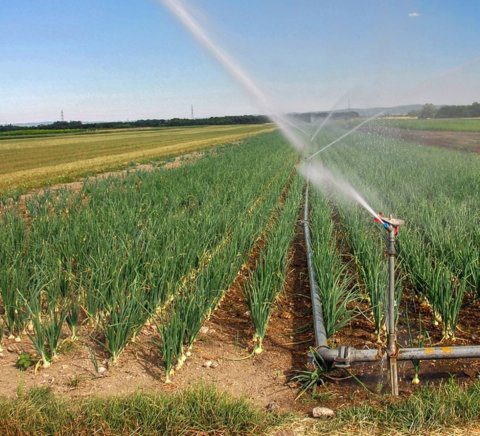 découvrez notre comparatif détaillé des techniques agricoles modernes. analysez les méthodes, leurs avantages et inconvénients pour optimiser vos pratiques et améliorer vos rendements. parfait pour les agriculteurs, les chercheurs et les passionnés d'agriculture.