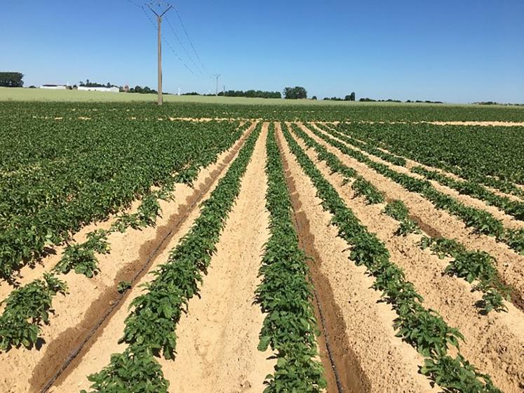 découvrez notre comparatif des techniques agricoles pour optimiser vos pratiques. analysez les avantages et inconvénients des méthodes modernes et traditionnelles, afin de faire des choix éclairés pour votre exploitation.