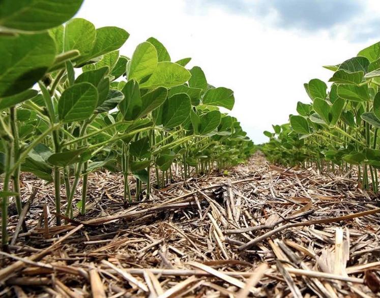 découvrez les pratiques essentielles pour la conservation des sols en agriculture, favorisant une production durable et une protection de l'environnement. apprenez comment préserver la fertilité des sols et garantir la santé des écosystèmes agricoles.