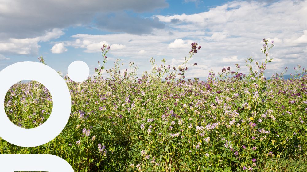 découvrez l'importance de la conservation des sols en agriculture pour préserver la fertilité, la biodiversité et la durabilité des écosystèmes. apprenez des techniques efficaces pour améliorer la santé des sols et optimiser vos rendements tout en protégeant l'environnement.