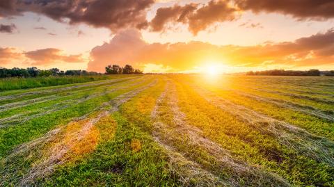 découvrez les meilleures pratiques et conseils pour la construction de terrains agricoles, optimisant l'utilisation des sols et favorisant une agriculture durable et productive. transformez votre projet en succès avec nos informations spécialisées.