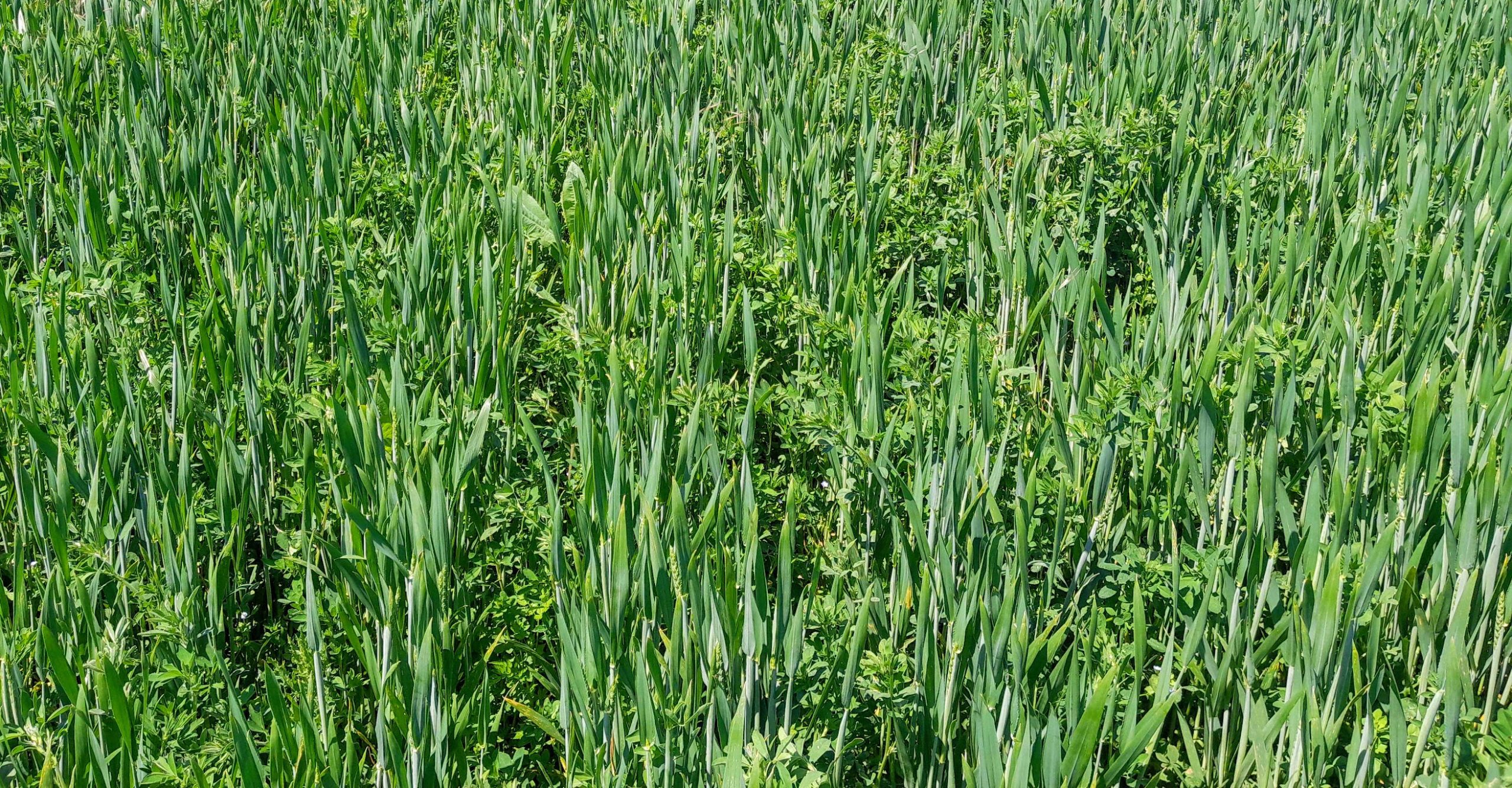 découvrez l'importance des cultures de couverture écologiques pour améliorer la santé des sols, prévenir l'érosion et favoriser la biodiversité. apprenez comment ces pratiques durables contribuent à une agriculture respectueuse de l'environnement tout en optimisant vos rendements.