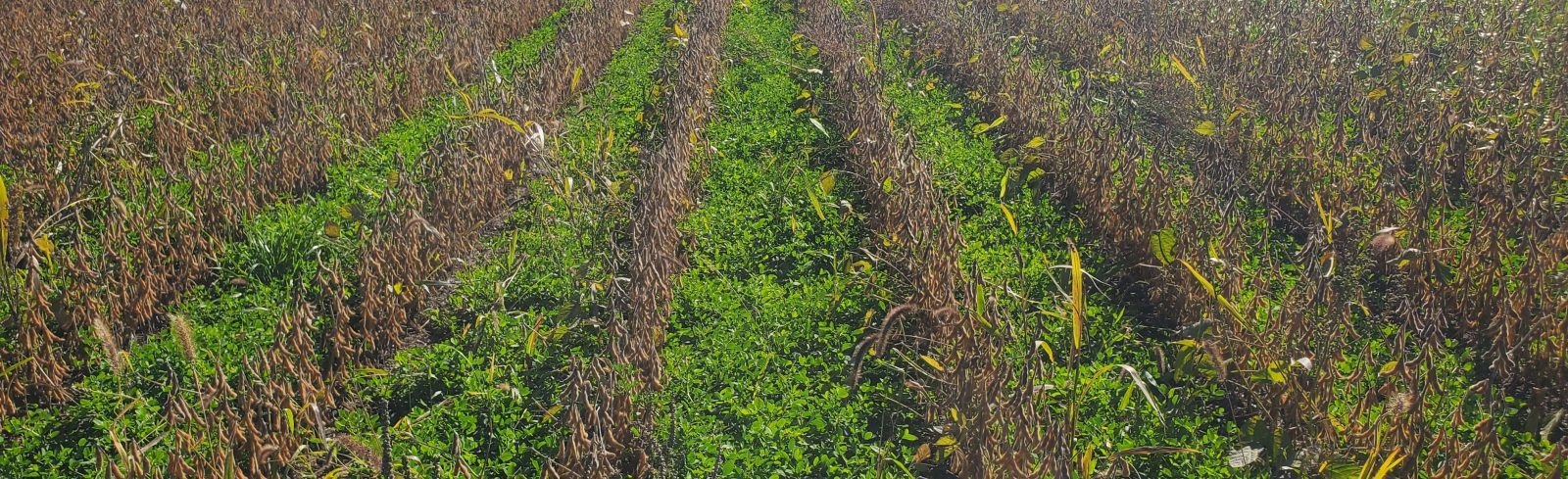 découvrez les avantages des cultures de couverture écologiques pour améliorer la santé de vos sols, réduire l'érosion et promouvoir la biodiversité, tout en optimisant vos rendements agricoles de manière durable.