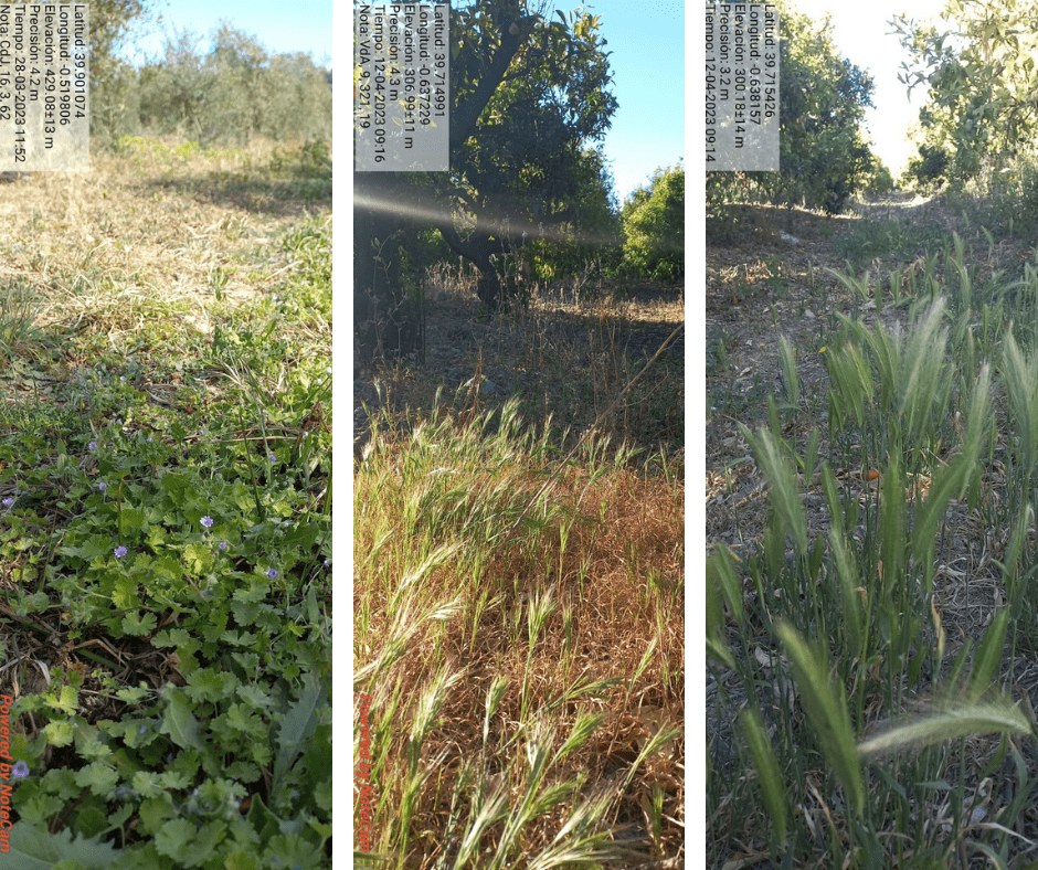 découvrez les avantages des cultures de couverture écologiques pour améliorer la santé de vos sols, réduire l'érosion et favoriser la biodiversité. apprenez à intégrer ces pratiques durables dans vos méthodes agricoles pour un environnement plus sain.