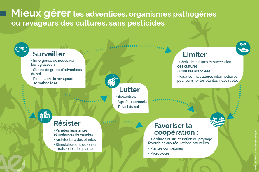 découvrez les cultures écologiques : des pratiques agricoles durables qui préservent l'environnement tout en produisant des aliments sains et de qualité. apprenez les techniques pour cultiver vos propres légumes, promouvoir la biodiversité et réduire les pesticides.
