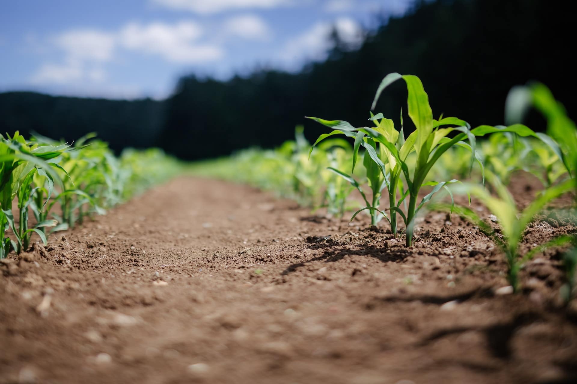 découvrez l'éducation à l'agriculture durable : un guide essentiel pour comprendre les pratiques agricoles respectueuses de l'environnement, promouvoir la biodiversité et assurer la sécurité alimentaire tout en sensibilisant les futures générations à l'importance du développement durable.