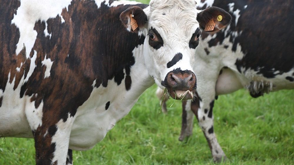découvrez les innovations de l'élevage intelligent, une méthode qui allie technologie et bien-être animal pour optimiser la production et réduire l'impact environnemental.