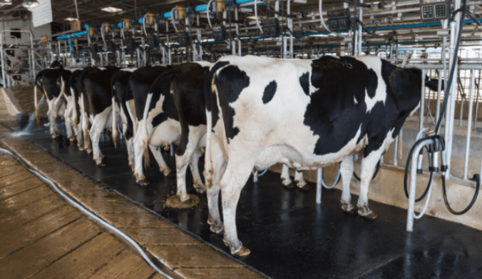 découvrez l'élevage intelligent, une approche innovante alliant technologie et pratiques durables pour optimiser la production animale. améliorez la santé de vos animaux et maximisez vos rendements grâce à des solutions connectées et des méthodes respectueuses de l'environnement.
