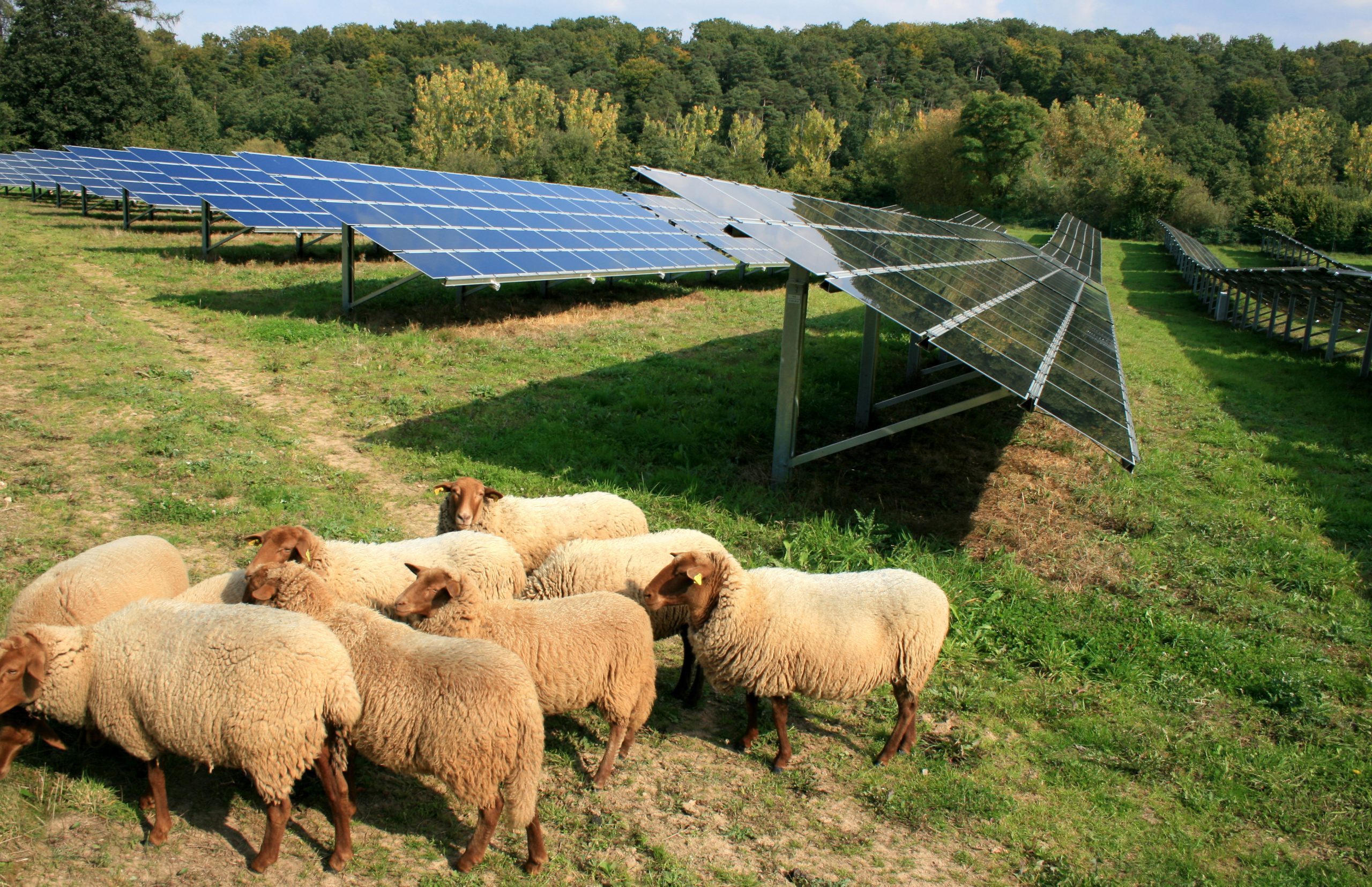 découvrez comment l'énergie solaire transforme l'agriculture en offrant des solutions durables et efficaces pour irriguer, alimenter des équipements et réduire les coûts. explorez les avantages de l'énergie renouvelable pour maximiser la production tout en préservant l'environnement.