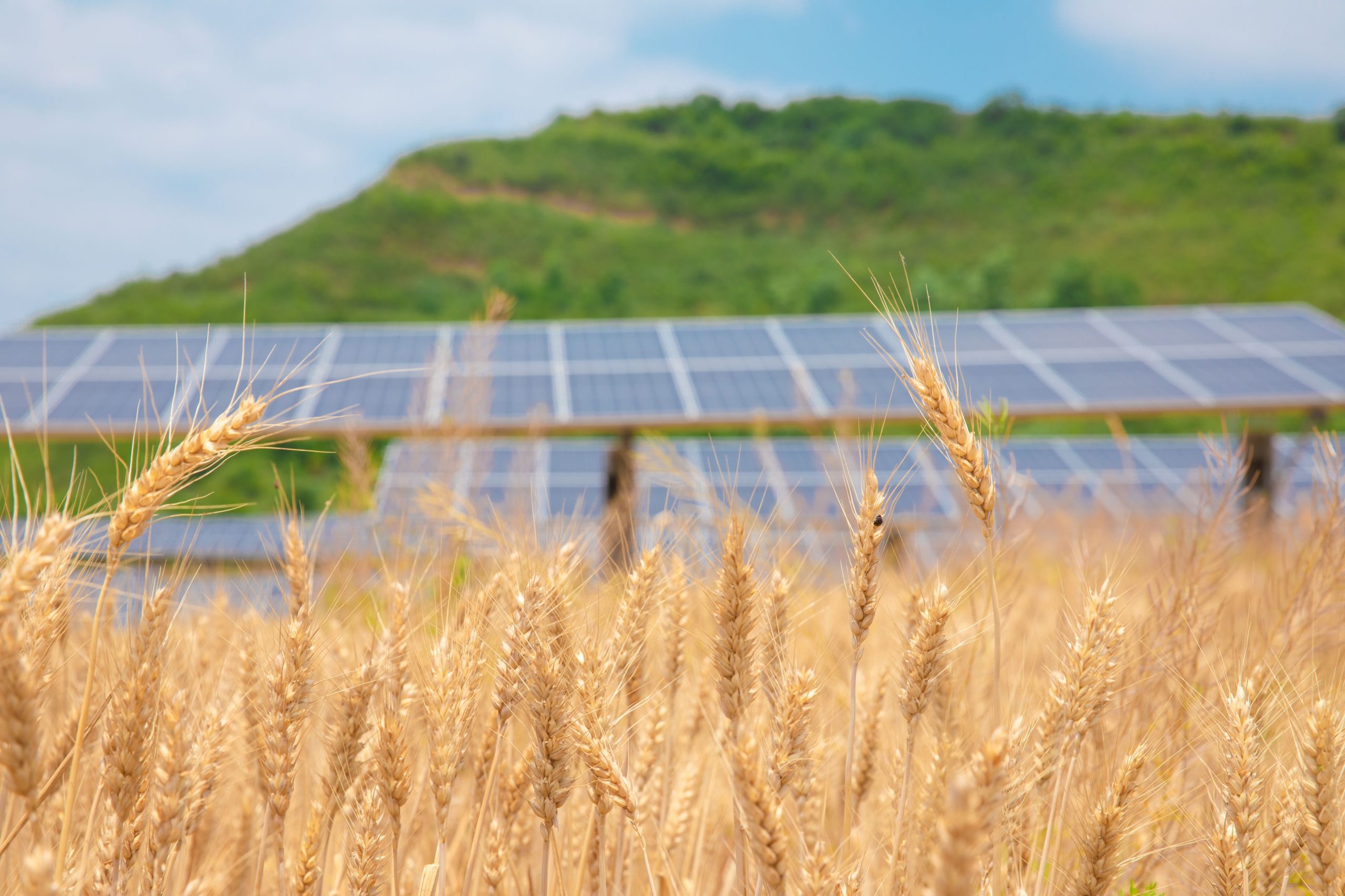 découvrez comment l'énergie solaire transforme le secteur agricole en offrant des solutions durables et économiques pour l'irrigation, le stockage, et l'exploitation des terres. optimisez vos pratiques agricoles tout en contribuant à la protection de l'environnement grâce à l'énergie verte.
