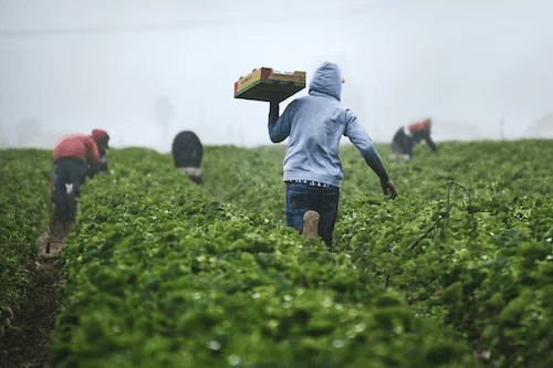 découvrez une ferme autonome durable où innovation et écologie se rencontrent. apprenez comment cette approche révolutionnaire redéfinit l'agriculture en préservant les ressources naturelles et en favorisant la biodiversité.
