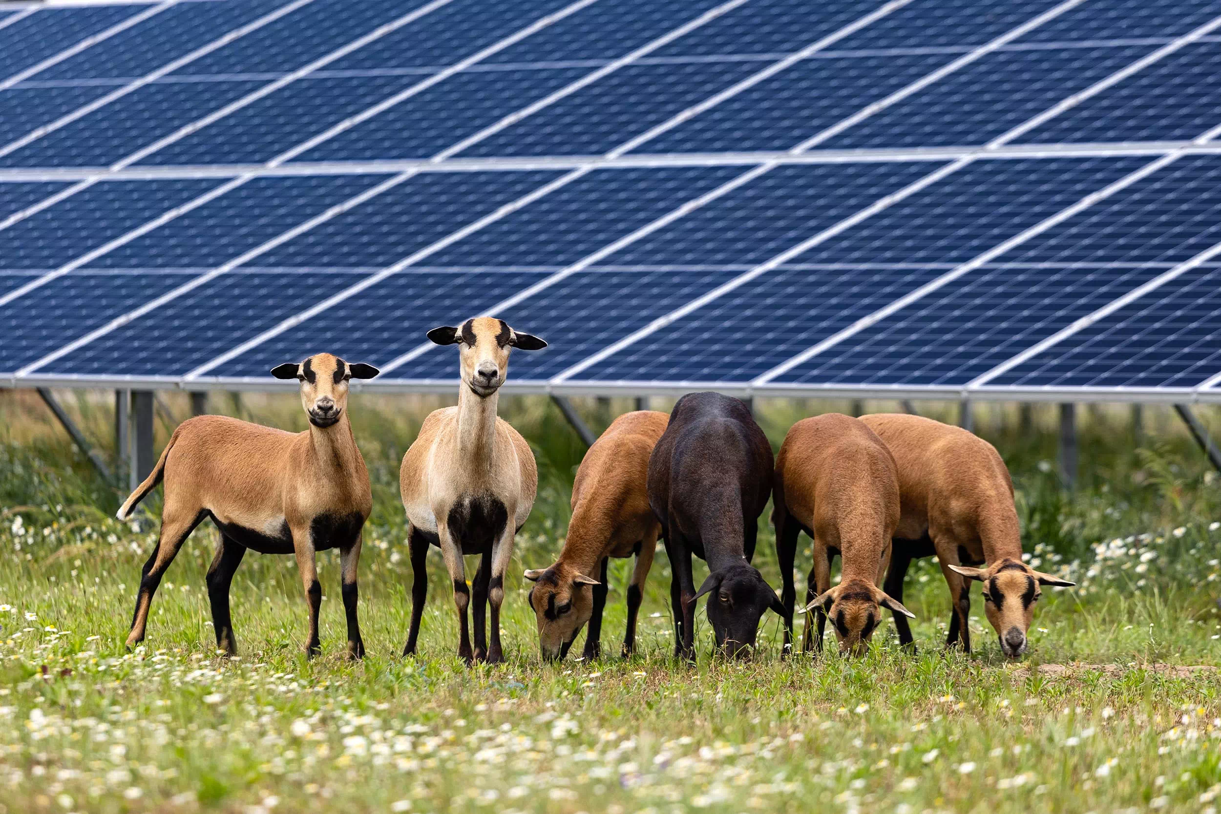 découvrez notre ferme photovoltaïque, un espace dédié à la production d'énergie renouvelable grâce à des panneaux solaires. engagez-vous pour l'environnement tout en profitant d'une énergie propre et durable.