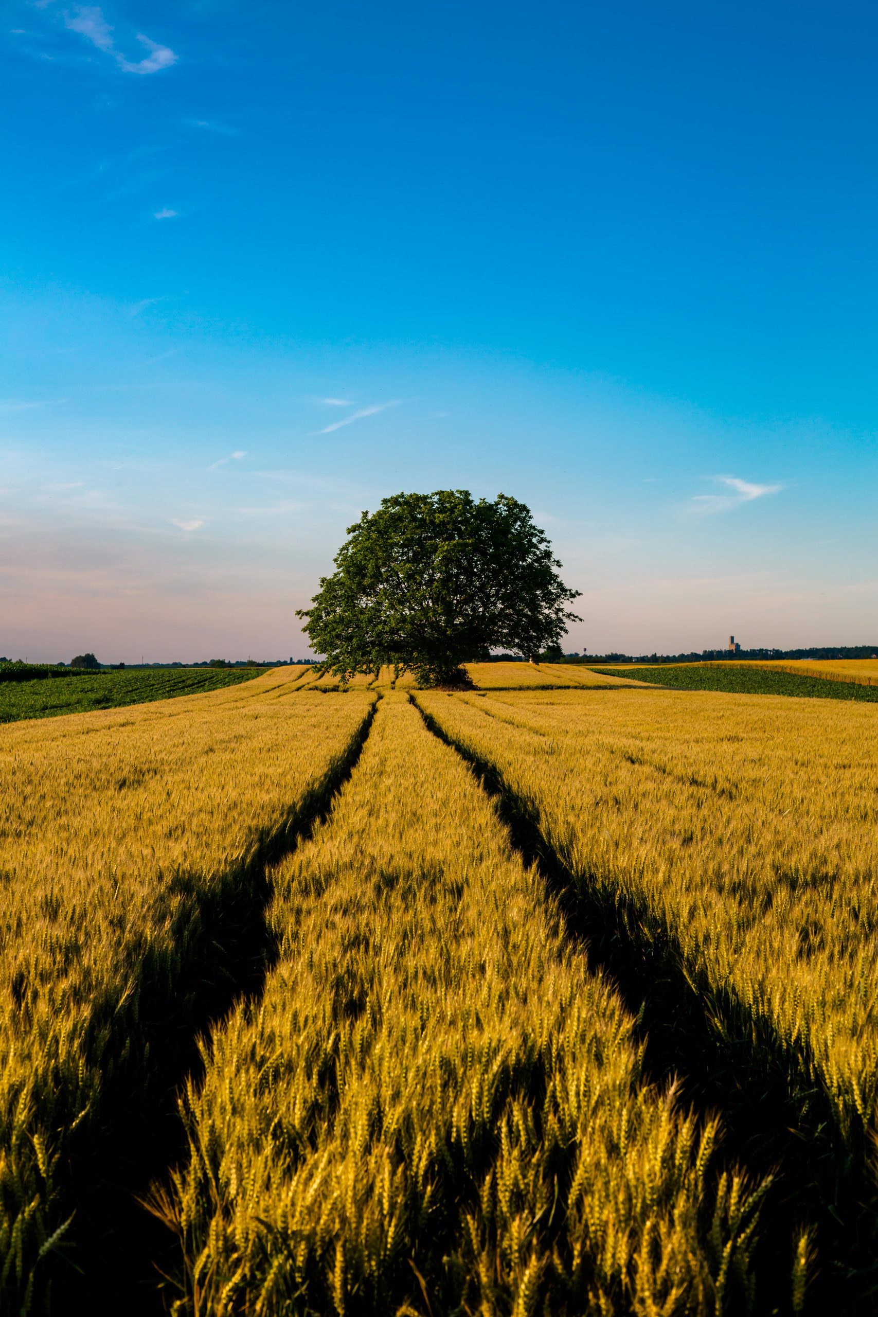 découvrez les fermes ensoleillées, un havre de paix où la nature s'épanouit sous le soleil. profitez d'activités authentiques, de produits frais et d'une immersion totale dans la vie agricole. parfait pour une escapade en famille ou entre amis.
