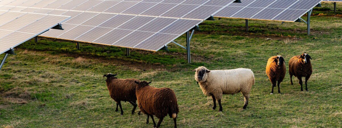 découvrez comment les fermes photovoltaïques transforment l'énergie solaire en une source d'électricité durable et renouvelable. explorez leurs avantages pour l'environnement et l'économie, ainsi que leur rôle essentiel dans la transition énergétique.
