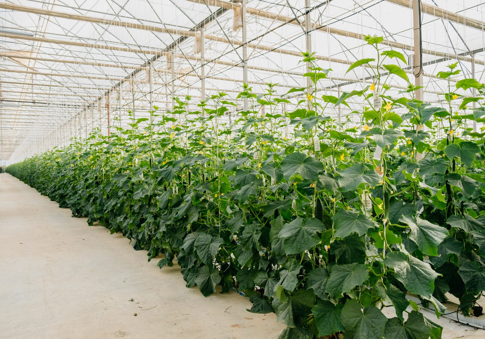 découvrez les hangars agricoles intelligents, des solutions innovantes alliant technologie et durabilité pour optimiser la gestion de vos cultures. améliorez votre rendement et protégez vos récoltes grâce à des infrastructures modernes et connectées.
