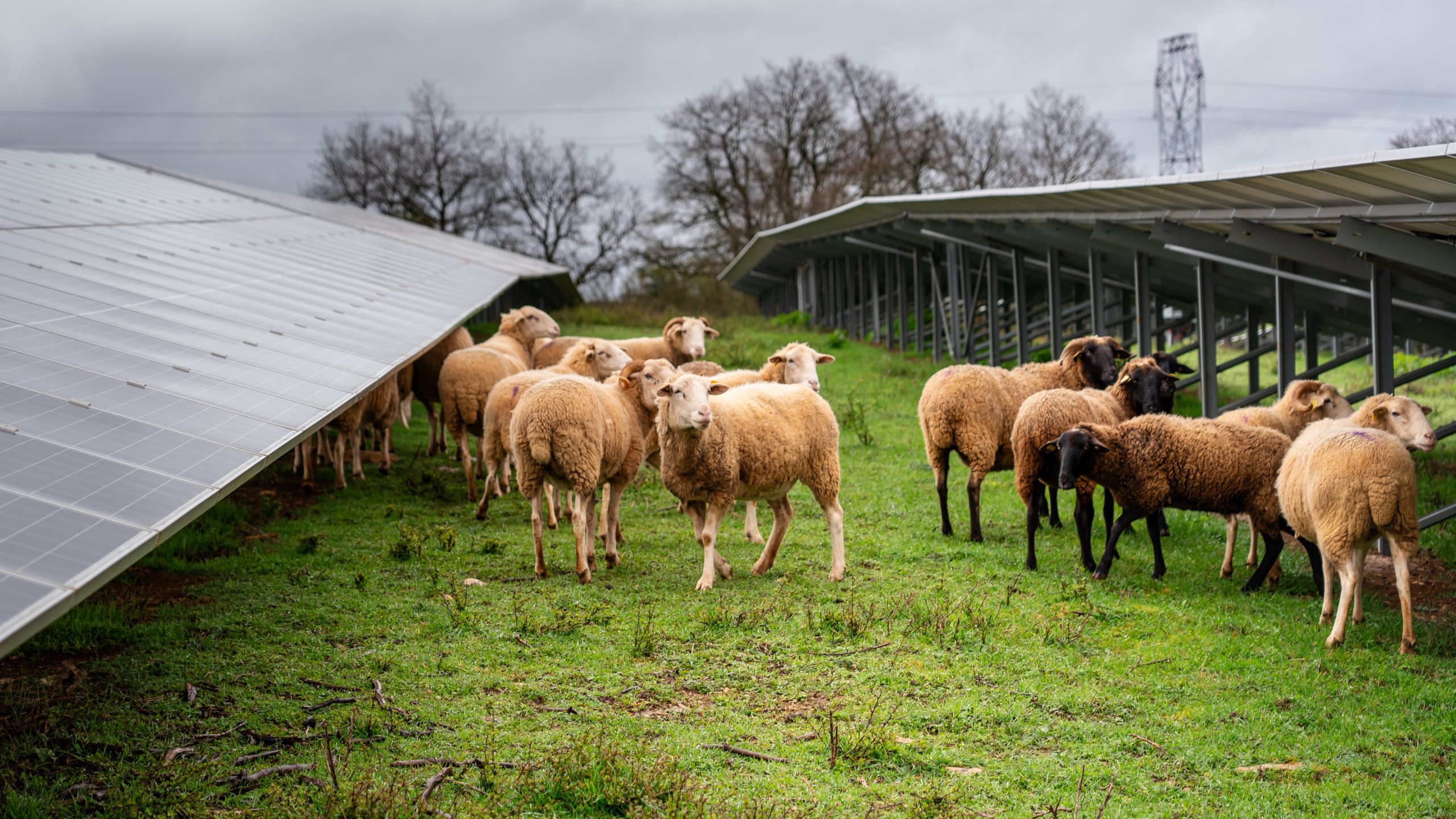 découvrez comment les installations photovoltaïques peuvent influencer la biodiversité. explorez les effets positifs et négatifs de l'énergie solaire sur les écosystèmes et la faune, ainsi que les éventuelles solutions pour minimiser l'impact environnemental tout en favorisant une transition énergétique durable.