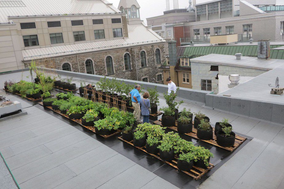 découvrez les jardins potagers urbains, un espace de culture qui transforme les espaces citadins en oasis de biodiversité. apprenez à cultiver vos propres légumes et herbes fraîches tout en contribuant à un environnement durable. idéal pour les citadins soucieux de manger sain et de redécouvrir le plaisir du jardinage en milieu urbain.