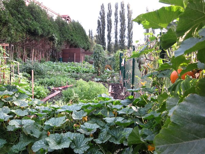découvrez comment créer et entretenir des jardins potagers urbains pour cultiver vos propres légumes frais en pleine ville. transformez vos espaces extérieurs en oasis de verdure et savourez le plaisir du jardinage tout en bénéficiant d'une alimentation saine et durable.
