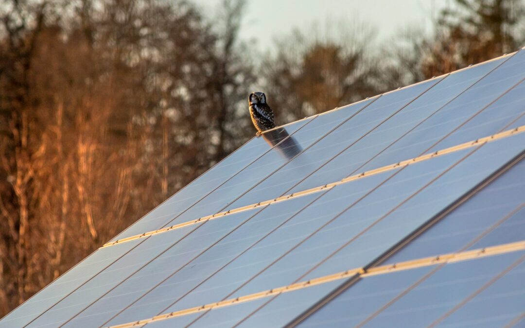 découvrez nos services de maintenance dédiés aux hangars photovoltaïques, garantissant un fonctionnement optimal de vos installations solaires. assurez-vous de la longévité et de la performance de votre système avec notre expertise professionnelle.