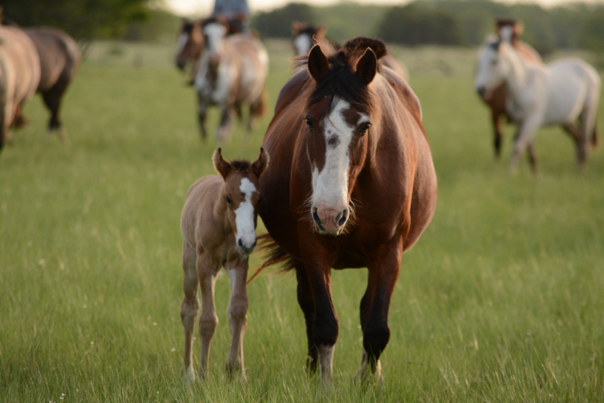 découvrez le manège équestre solaire, un espace unique alliant passion pour l'équitation et respect de l'environnement. profitez d'activités équestres en toute tranquillité tout en bénéficiant d'une structure éco-responsable, éclairée par l'énergie solaire.
